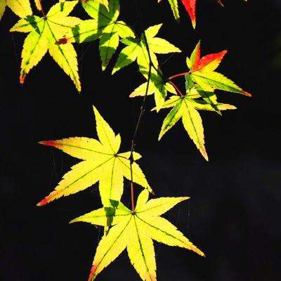 澳客APP下载官网下载手机版